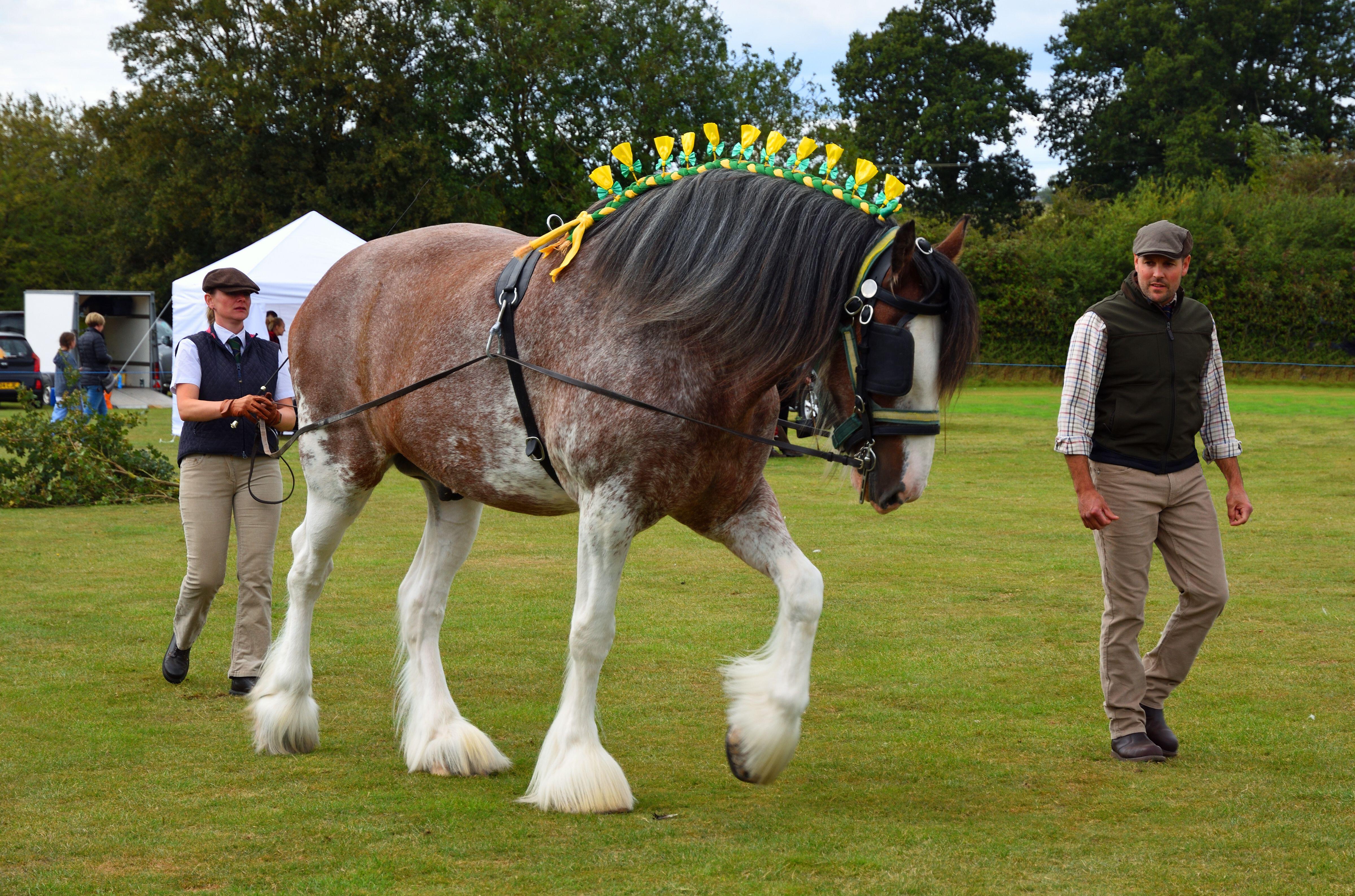 Shire horse being long reined at showground