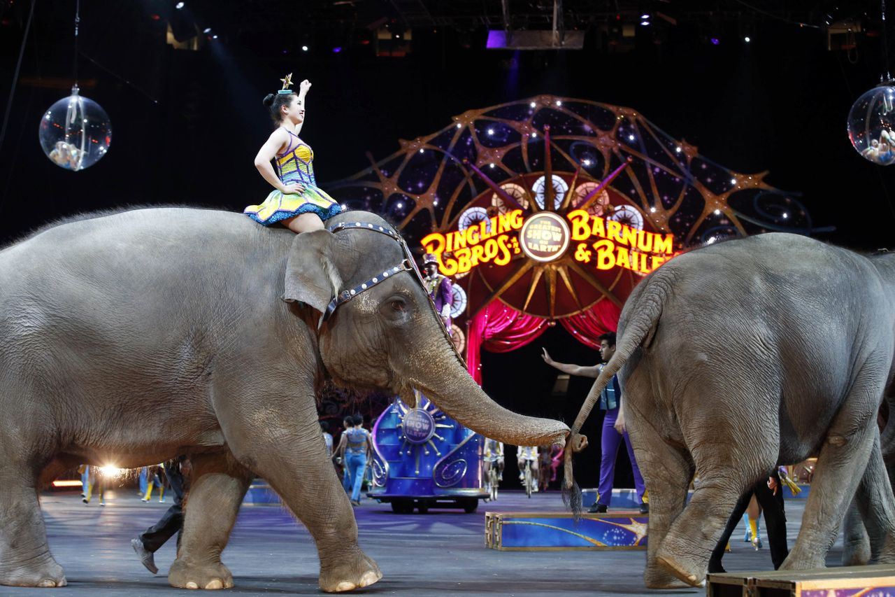 Elephants walk during a performance of the Ringling Bros. and Barnum &amp;amp; Bailey Circus