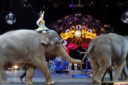 Elephants walk during a performance of the Ringling Bros. and Barnum & Bailey Circus