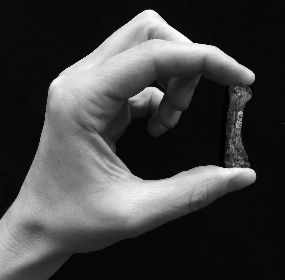 An example of a human precision grip, grasping an Australopithecus africanus first metacarpal of the thumb (3-2 million years old).