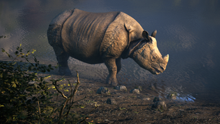 Rhino