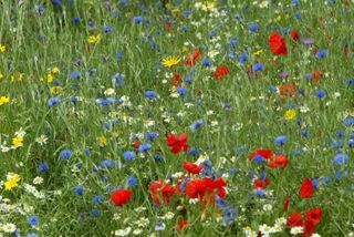 eco landscaping ideas: wildflower meadow