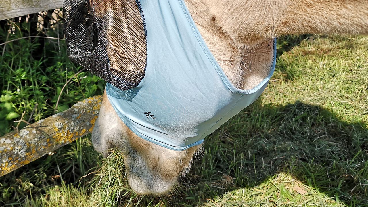 Premier Equine Comfort Tech Lycra Fly Mask under chin