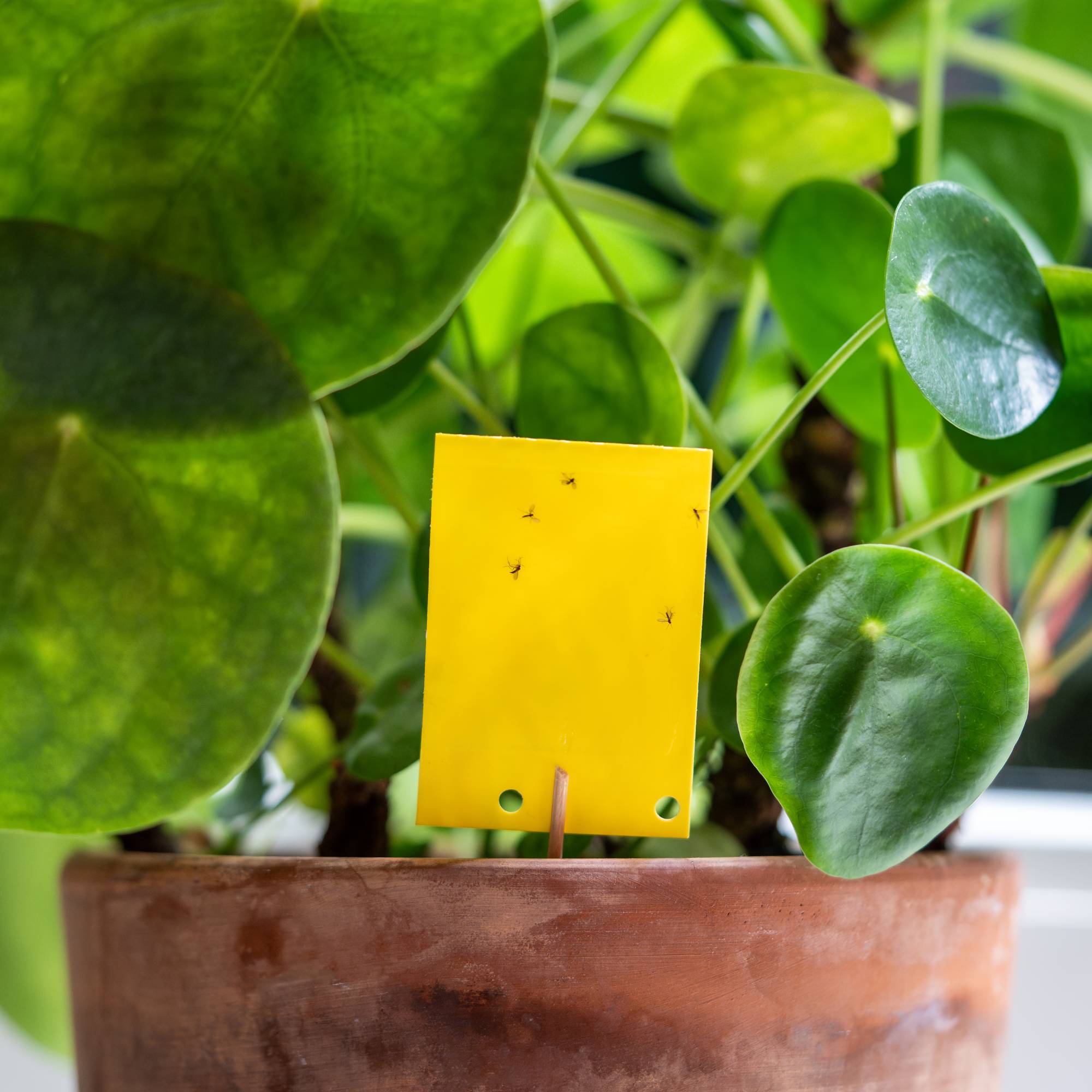 A sticky fungus gnat trap in a potted Chinese money plant