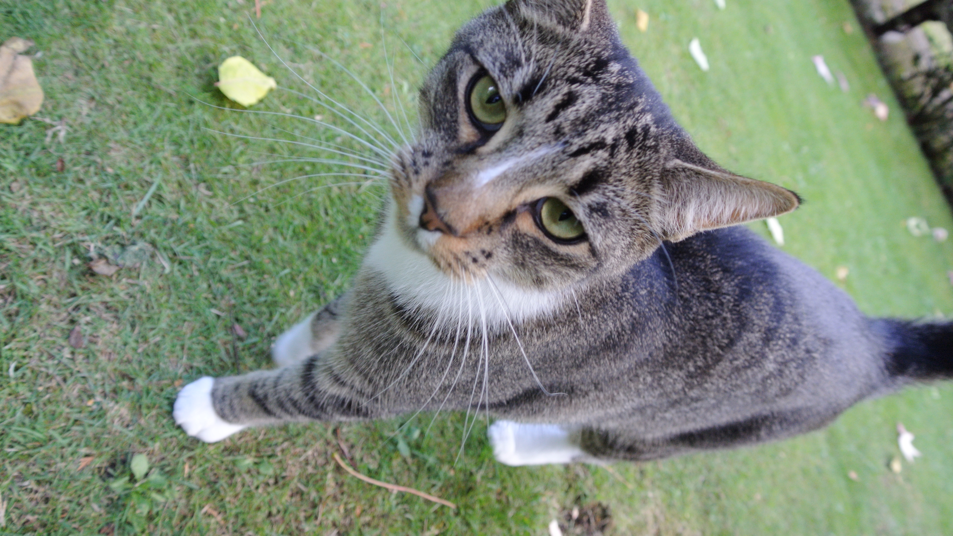 Nikon 1 v1 review