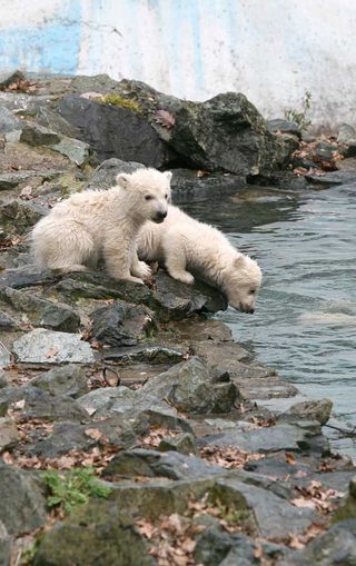 Polar bear cubs