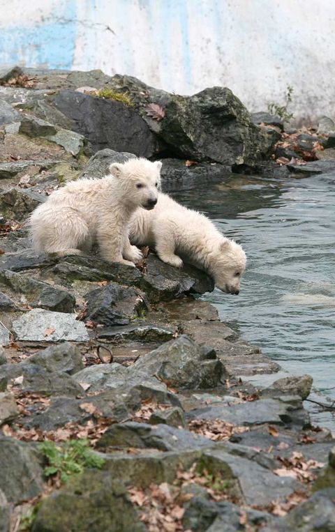 Photos World S Cutest Baby Wild Animals Live Science