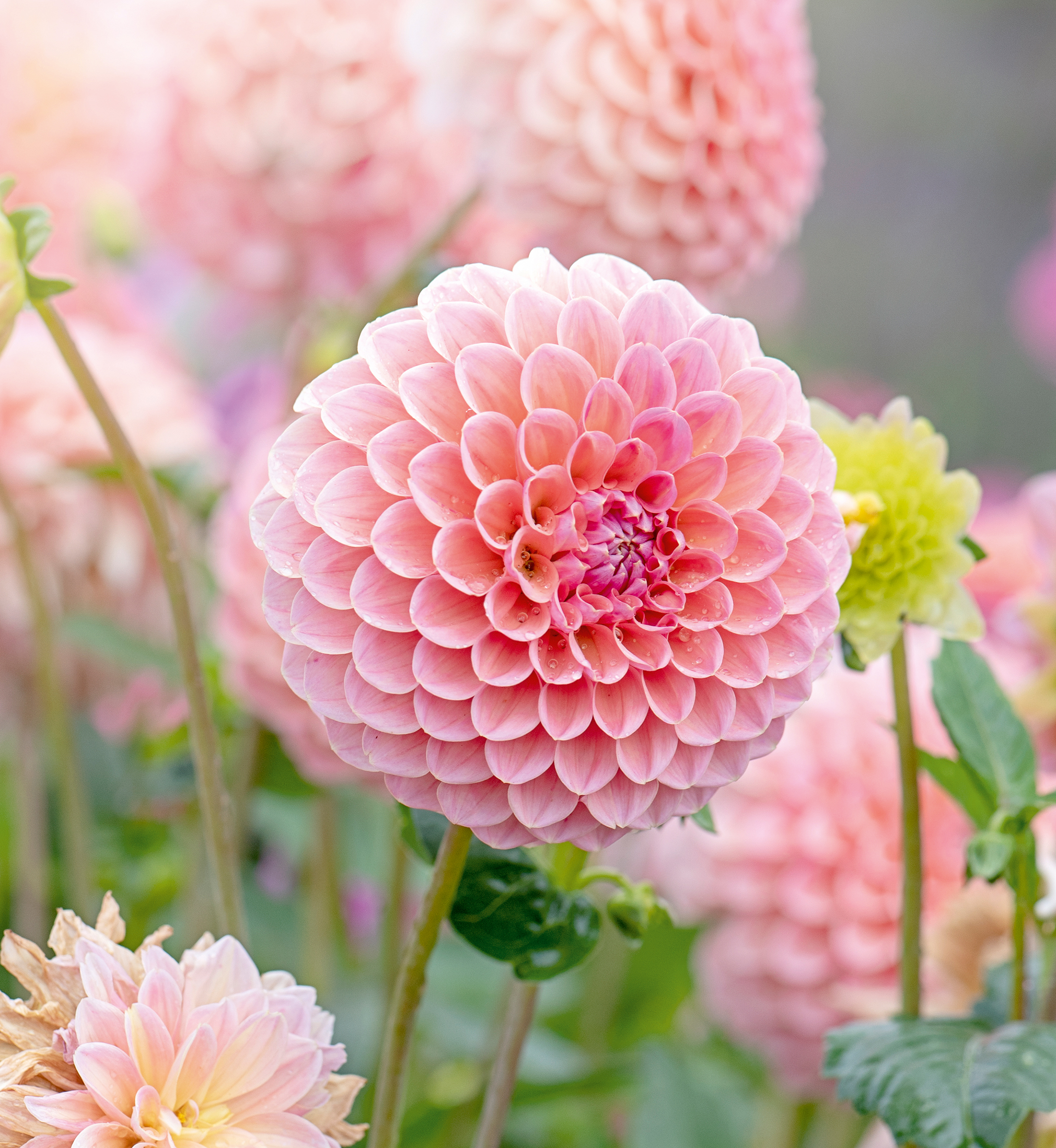 How did people ever turn their backs on things as beautiful as the soft pink &#039;Pompon&#039; Dahlia?