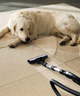 A dog with a vacuum