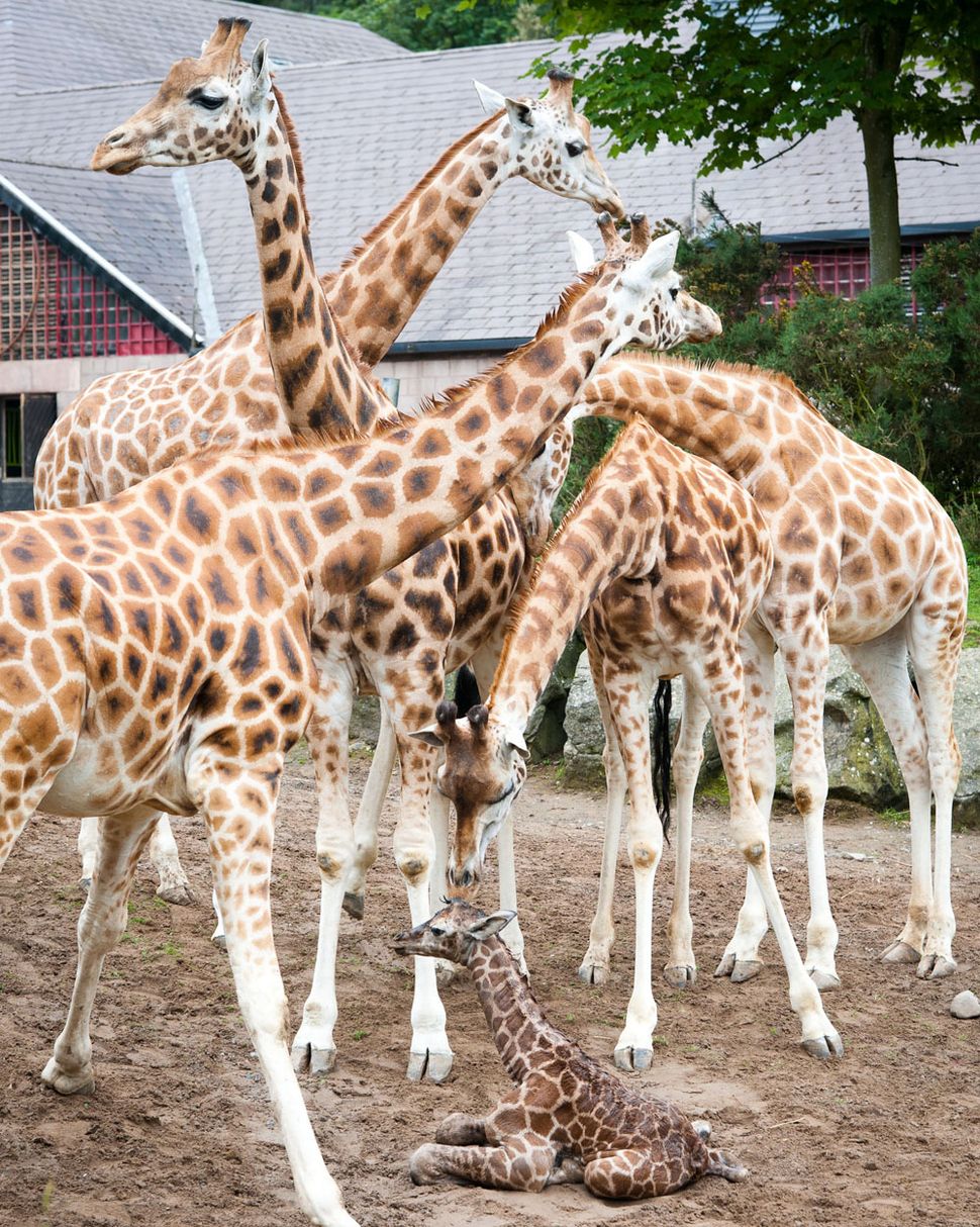 Baby Giraffe Photos | Belfast Zoo Giraffe Calf | Live Science