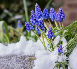 grape hyacinths in snow