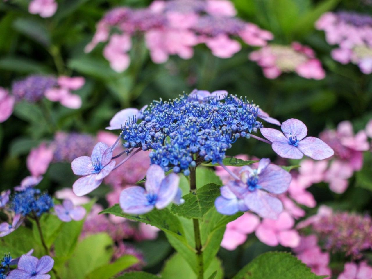 A Bluebird Hydrangea Plant