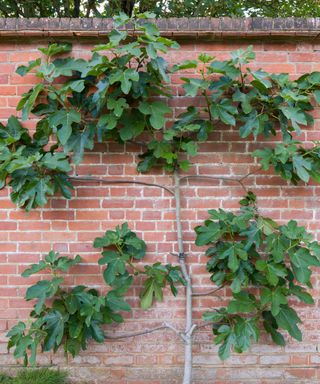 espalier fig tree against brick wall