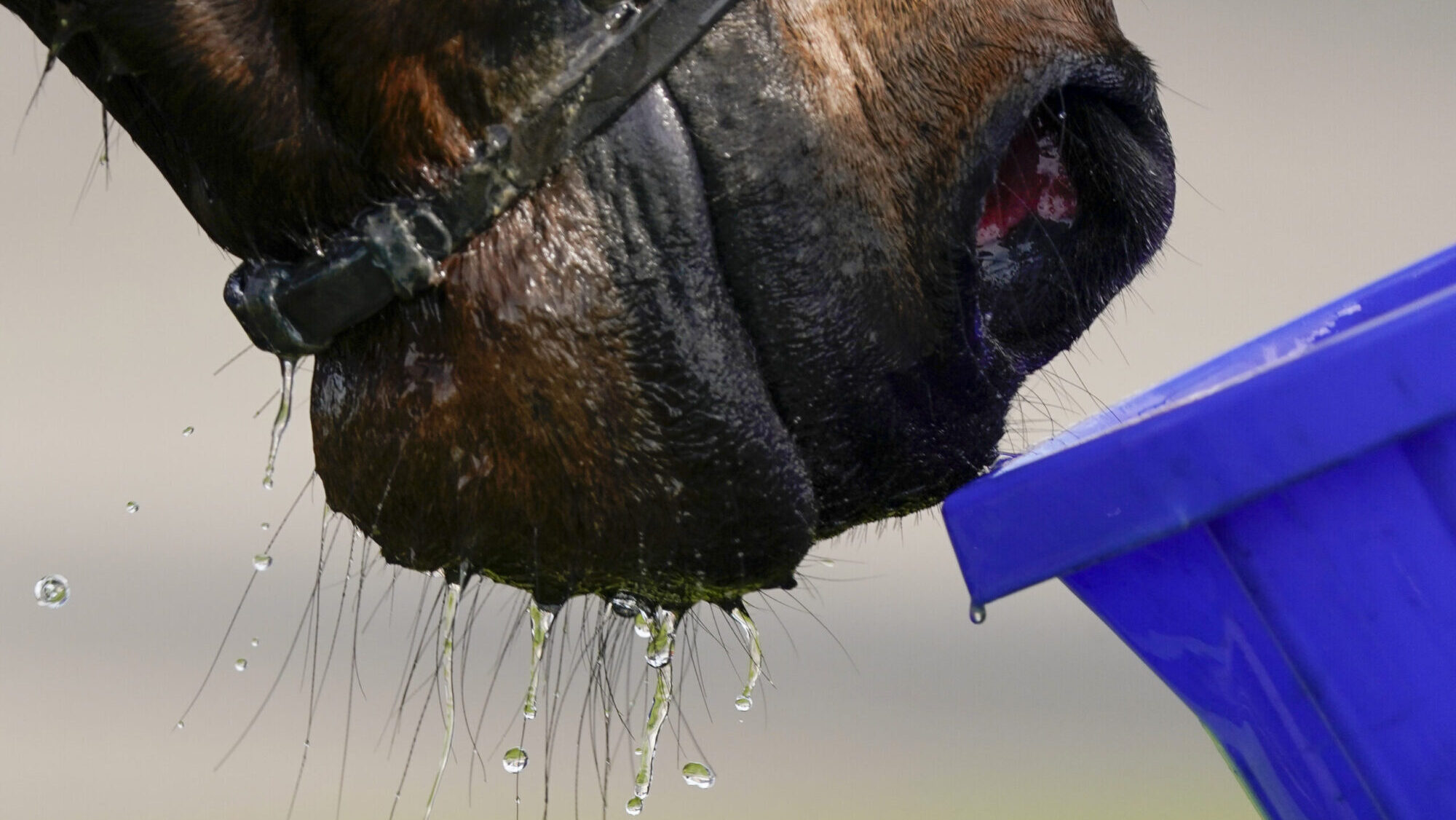 Close up of performance horse drinking from water bucket