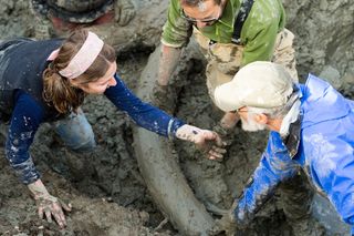University of Michigan graduate student Ashley Lemke and paleontologists Joe El Adli and Daniel Fisher examine a stone flake found near the animal's tusks during the excavation. The flake may be a tool that ancient people used to cut the mammoth.