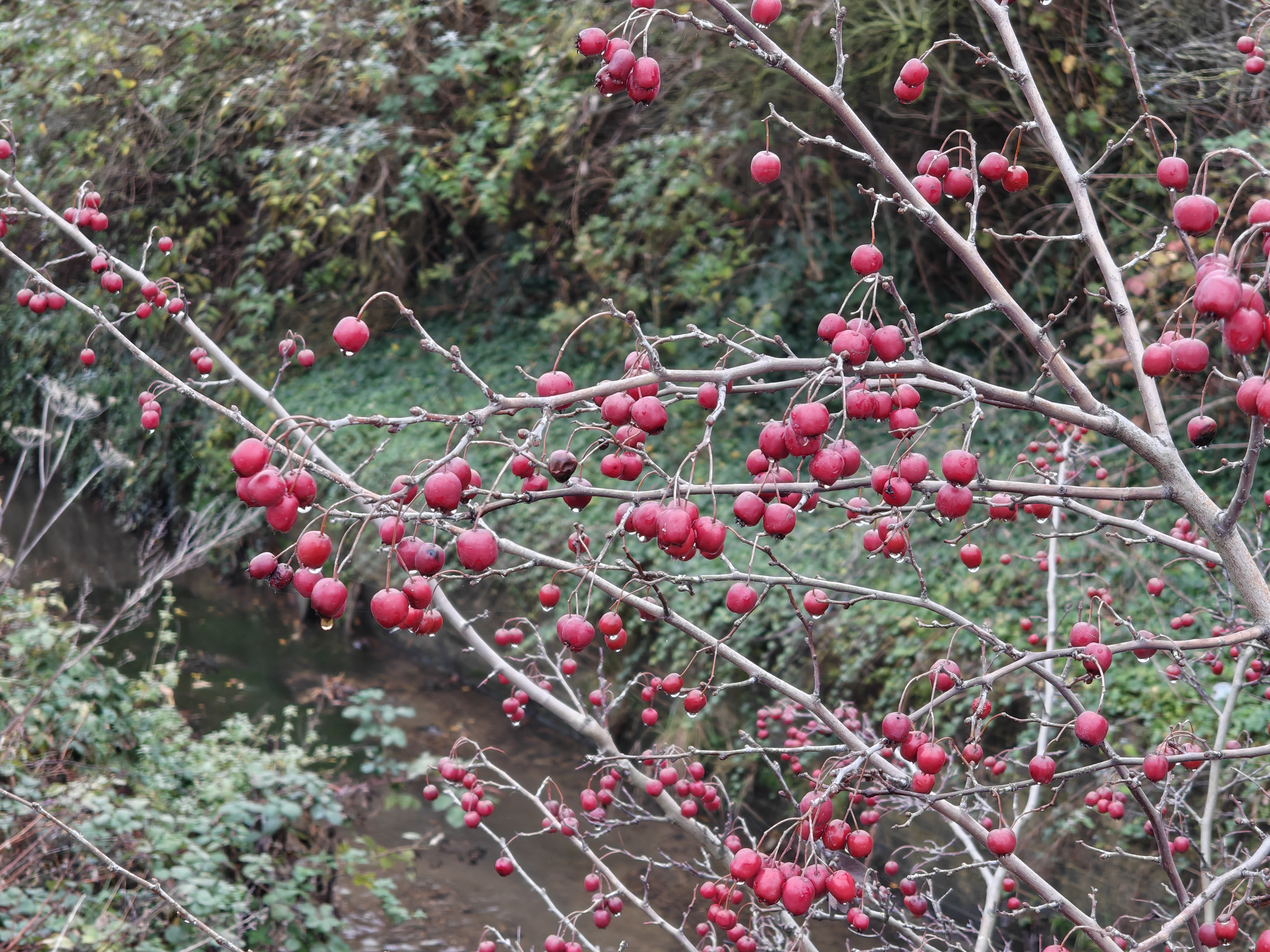 A photo of a berry bush taken on the Nothing Phone 3.