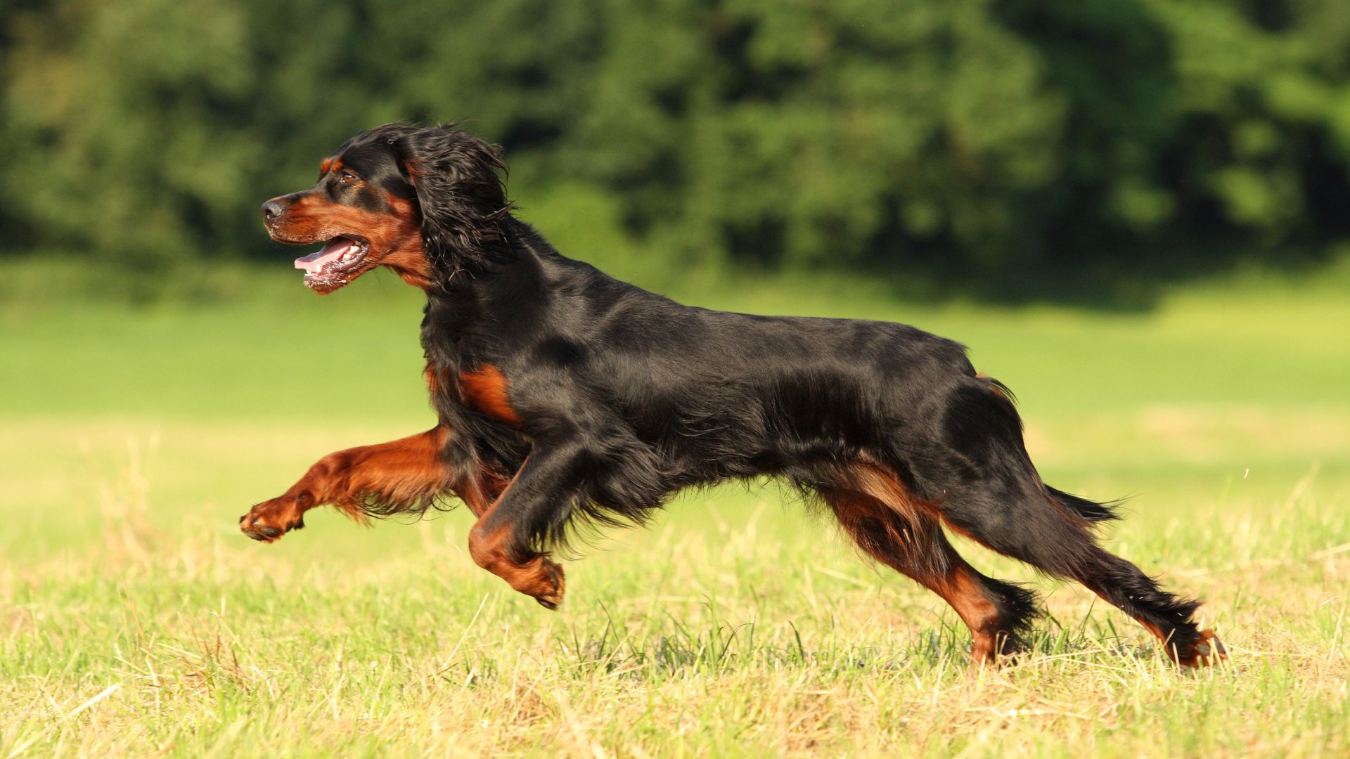 Gordon Setter running through field