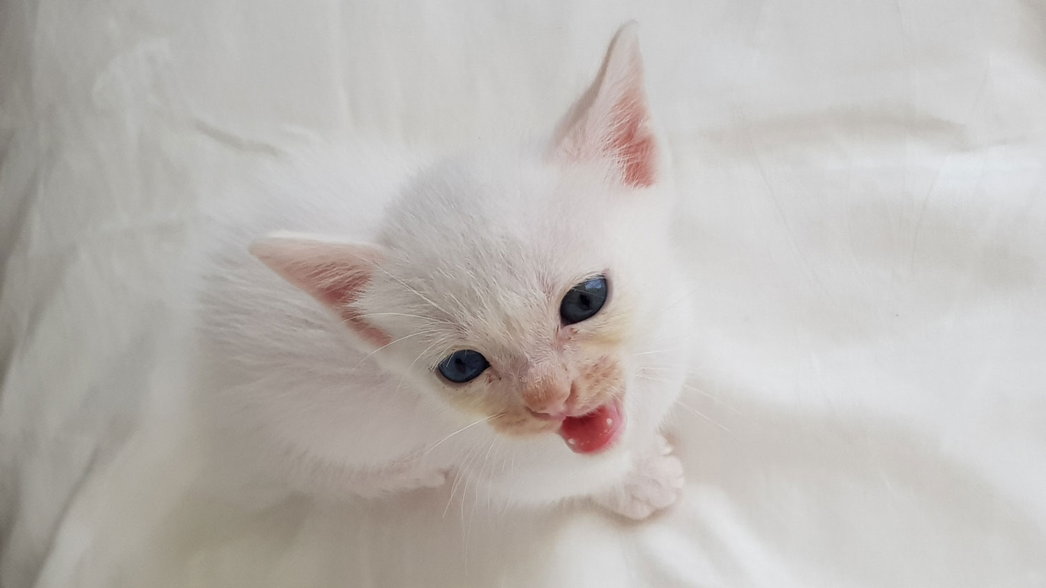 Do kittens lose their teeth? PetsRadar