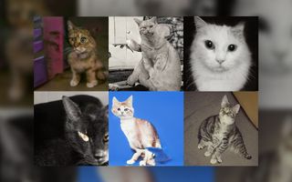 While StyleGAN's photorealistic humans were flawless, the neural network struggled with assembling felines.