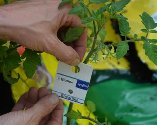 Applying Encarsia formosa wasp to a greenhouse tomato plant to control whitefly
