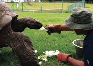 Jonathan the tortoise