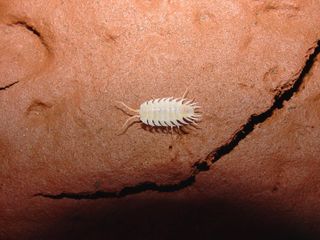 Isopod - Iuiuniscus iuiuensis