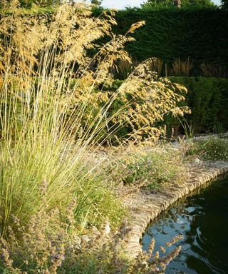 ornamental grasses edging a pond