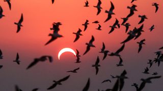 Seagulls flying above a beach in Kuwait City during the partial solar eclipse event. on December 26, 2019.