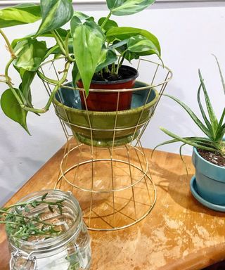 A DIY plant stand made from two brass-colored wire baskets