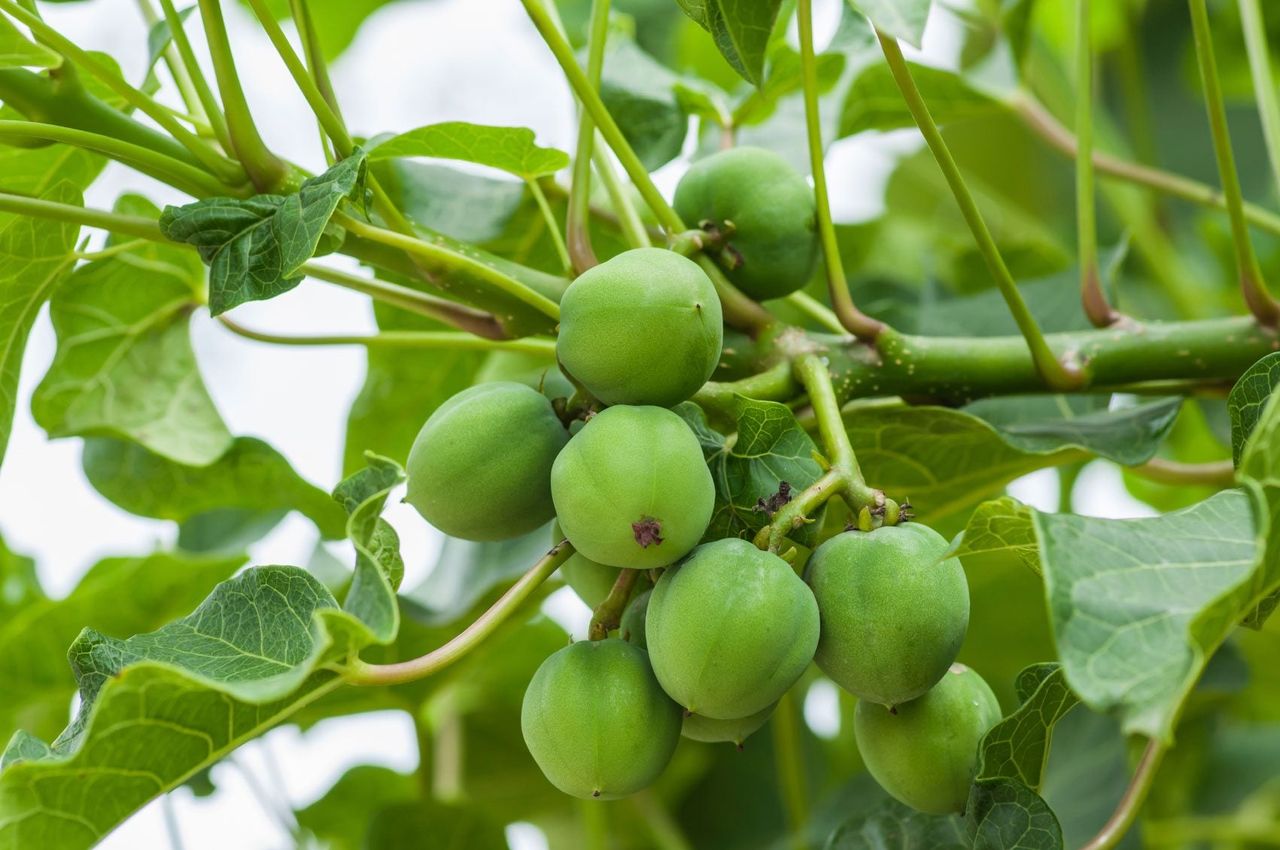 Jatropha Cucus Tree