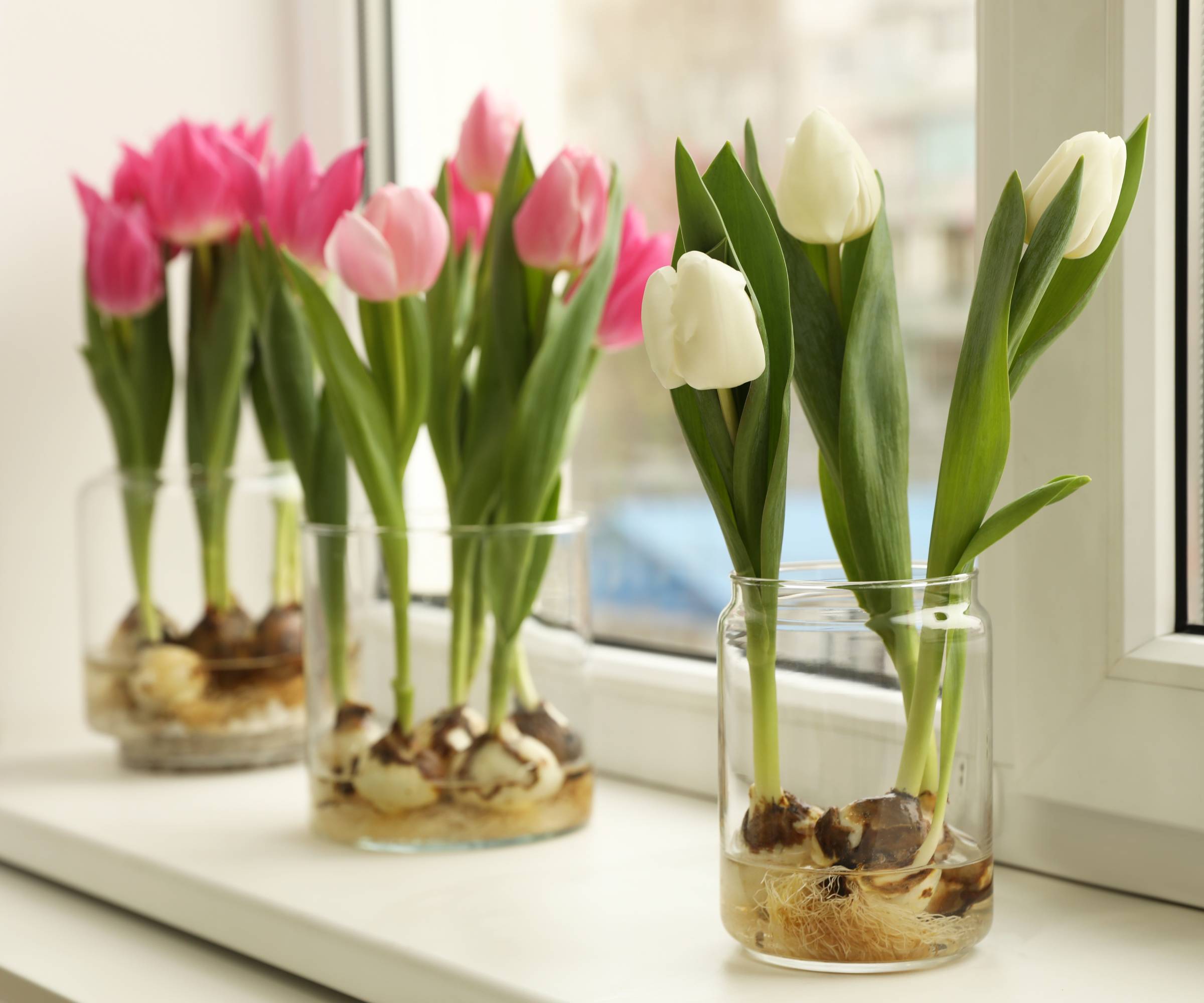 Three vases of pink and white forced tulips growing on a windowsill