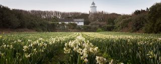 Narcissus and daffodil growers of the Scilly Isles