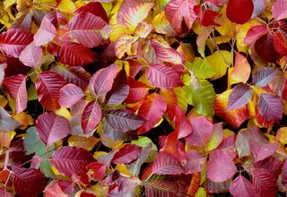 red leaves of poison ivy