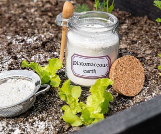 Diatomaceous earth bottle on soil