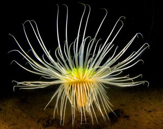Underwater image of Scottish fireworks anemone.