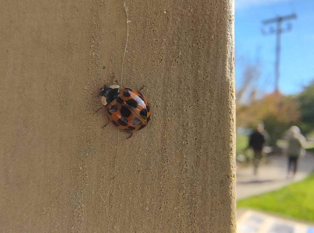 A ladybug on a wall