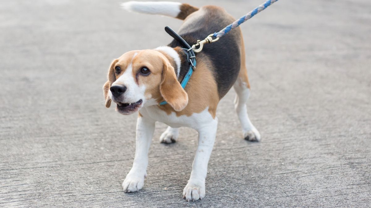 Beagle