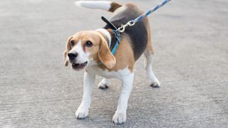 Beagle