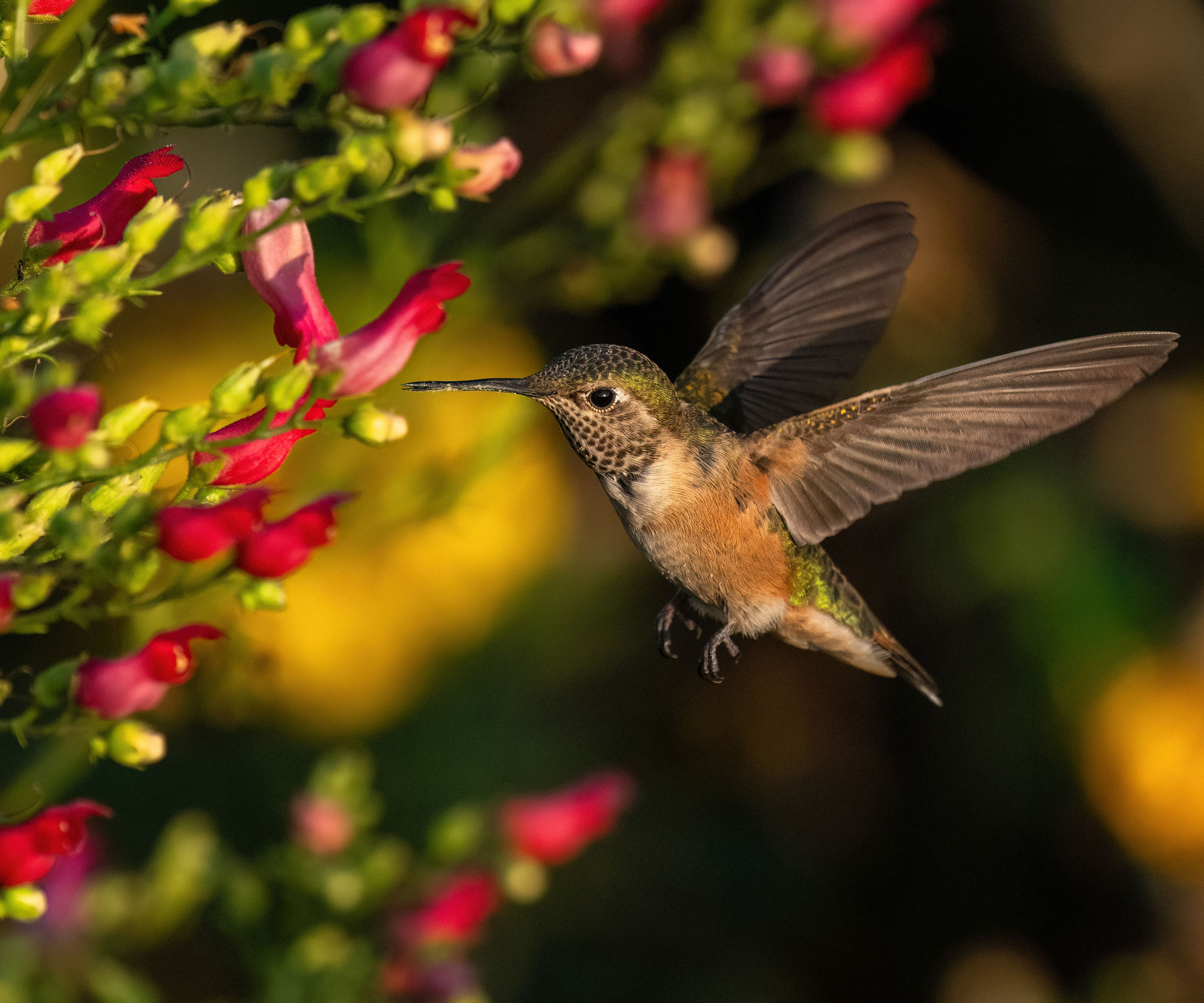 red birds in a tree plant with hummingbird