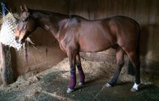 Horse on box rest wearing stable bandages