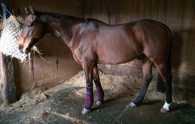 Horse on box rest wearing stable bandages
