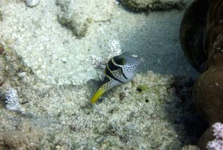 blowfish australia