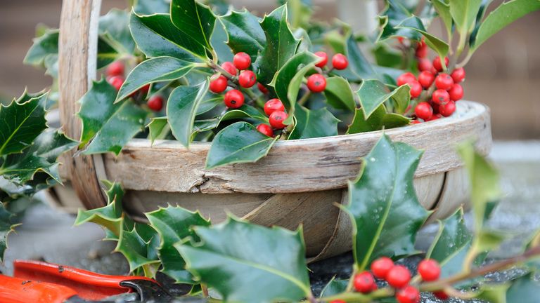 plants with winter berries