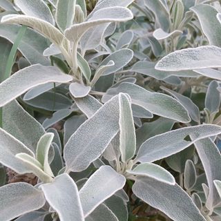 close up of silver sage