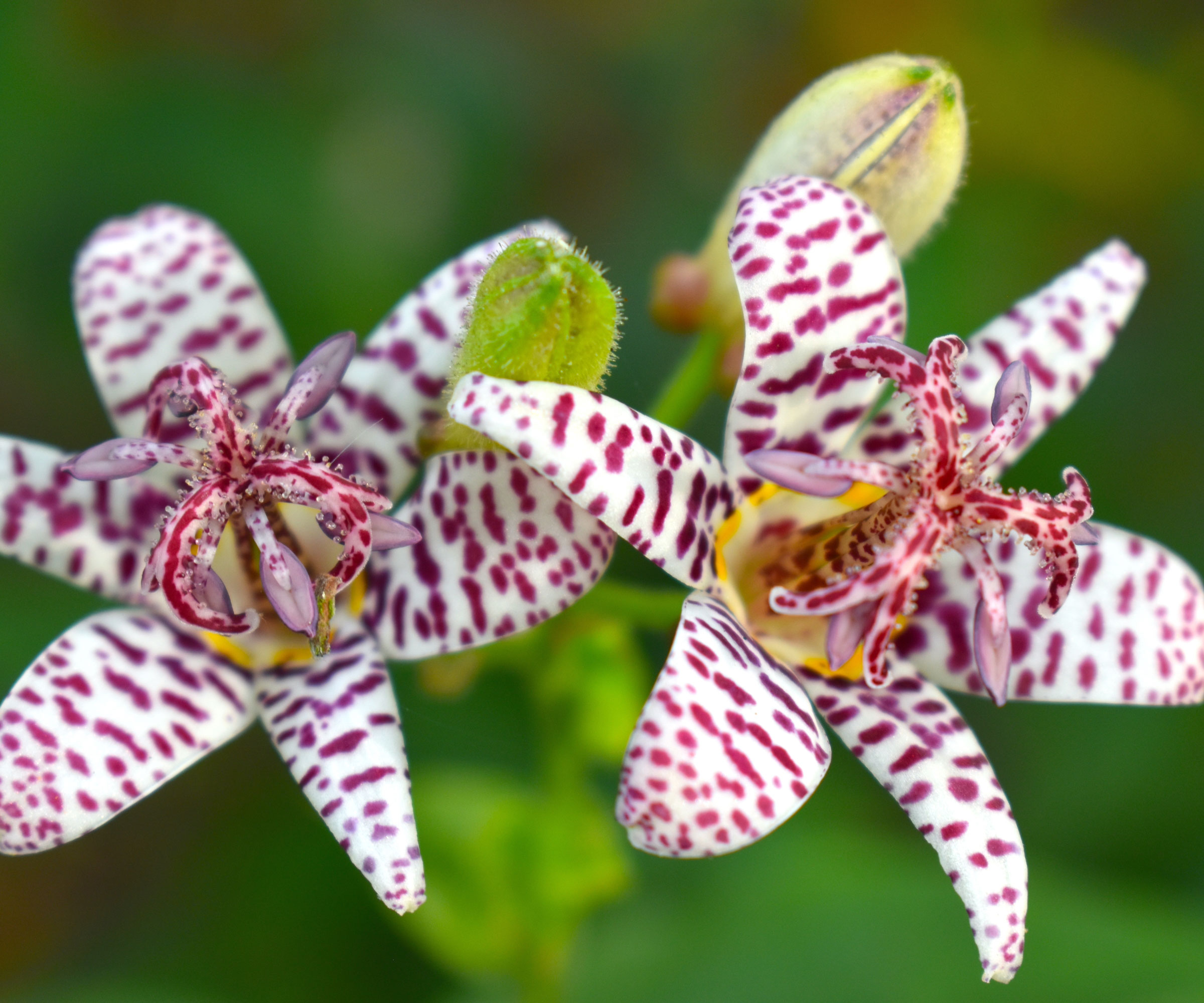 toad lily plants with freckled flower heads