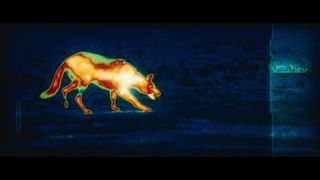 Predator watching a wolf through thermal vision - Prey (2022)
