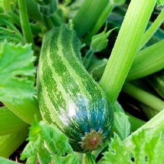 50 Seeds Cocozelle Di Napoli Squash Italian Zucchini Cucurbita Pepo Vegetable Seeds