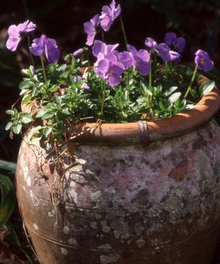 purple violas in weathered terracotta pot