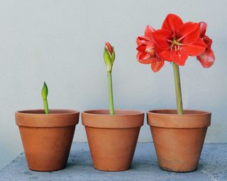 Three potted amaryllis plants in different growing stages with gray background. There are in three matching terracotta pots on a blue table