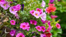 picture of multi coloured petunias